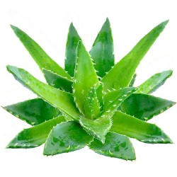 ΑΛΟΗ