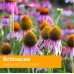 Natural Vitamins Echinacea Natural Complex Εκχύλισμα Από Εχινάκεια, Πρόπολη & Θυμάρι (50ml)