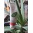 LR Aloe Vera Propolis Cream 100ml